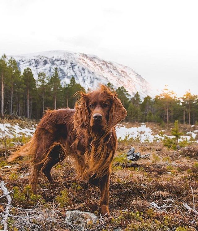 Camping With Dogs