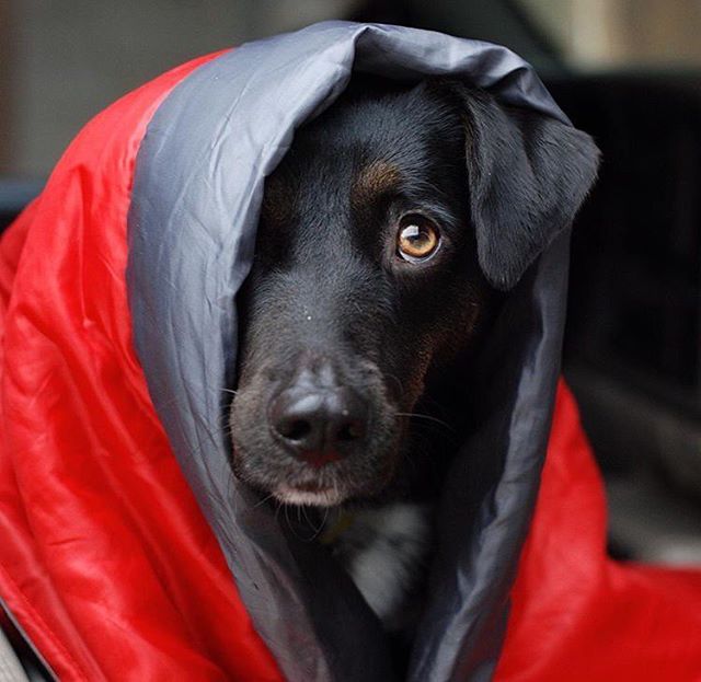 Camping With Dogs