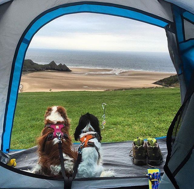 Camping With Dogs