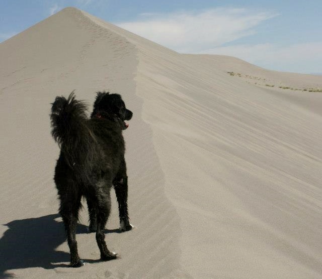 Camping With Dogs