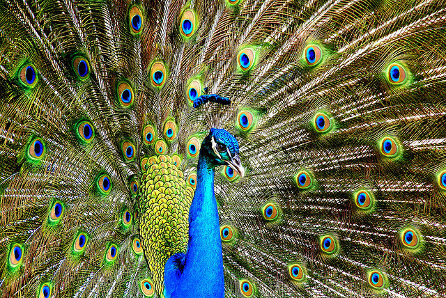 Peacocks preferred over turkeys