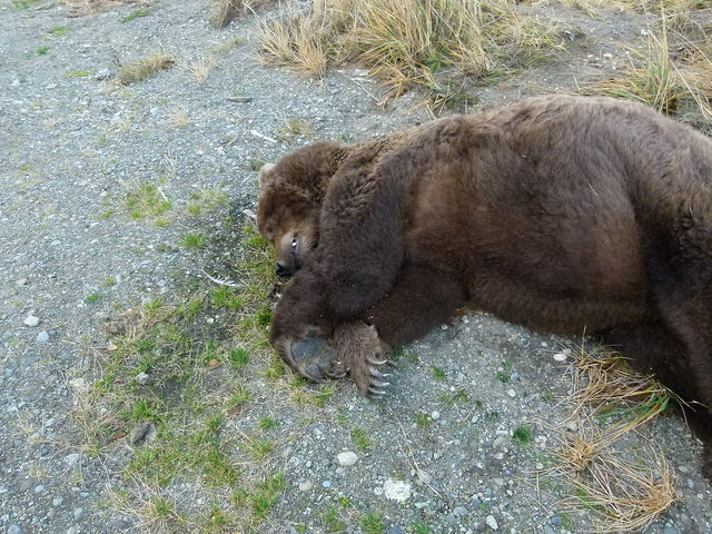 Katmai National Park