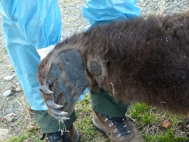 Katmai National Park