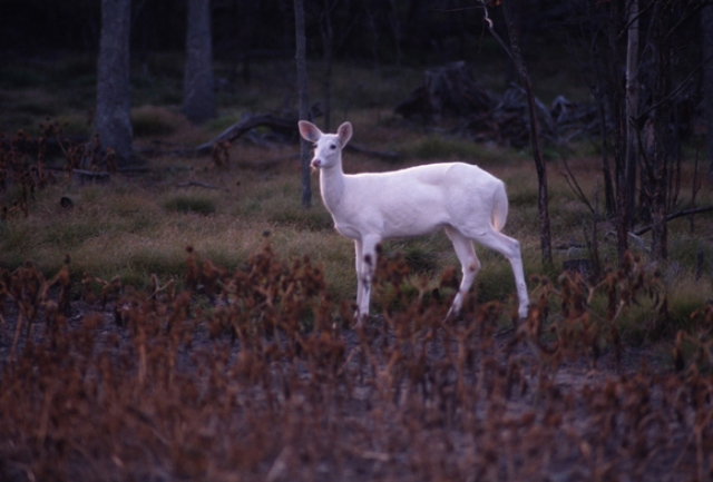 A rare albino deer