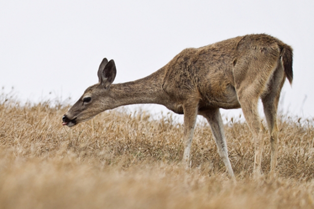 Blacktail deer in dry grass