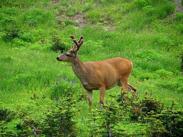 Blacktail deer on lush hillside
