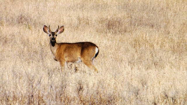 Deer in Brownfield, Texas