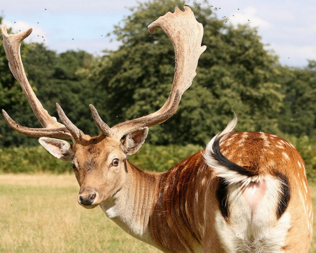 Beautiful whitetail deer