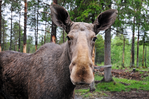 Does this angle make my nose look big?