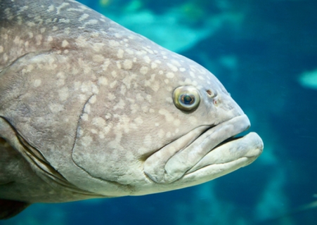 Grouper