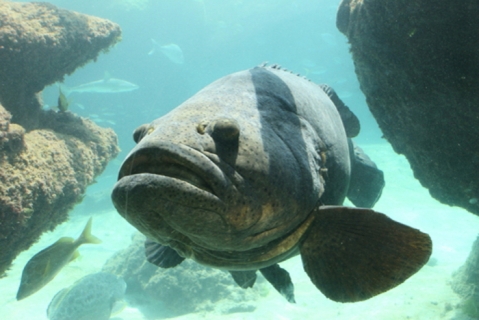 Goliath Grouper