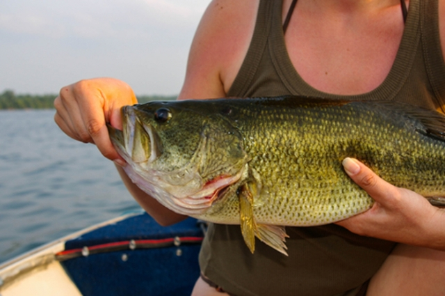 Smallmouth Bass on a Banjo Minnow, Catching Smallmouth Bass…