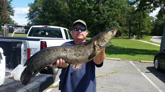 Snakehead