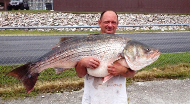 Striped Bass