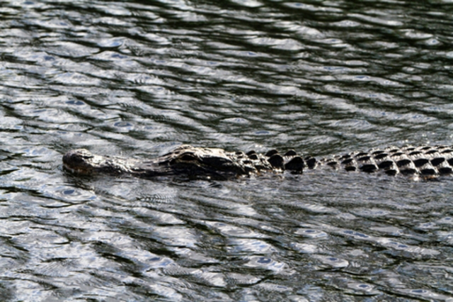 Alligator hunting