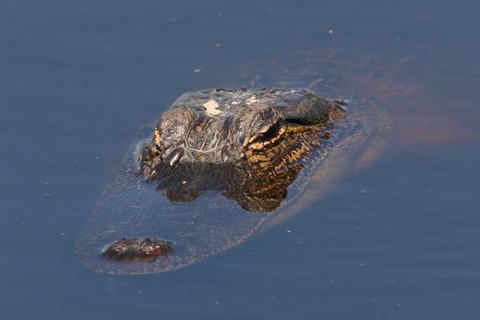 Alligator closeup