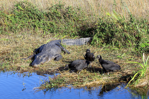 Alligators and Vultures