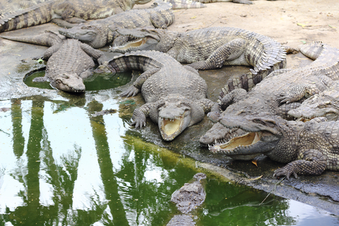 Group of Alligators