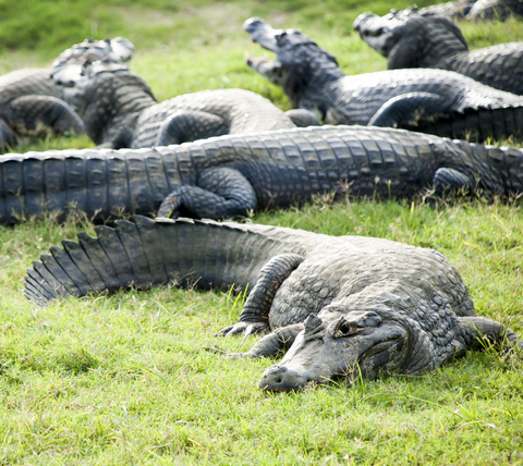 Alligator Group