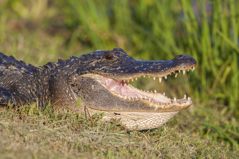 American Alligator