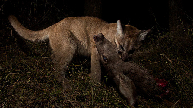 Mountain Lions of LA