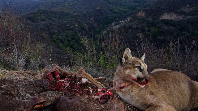 Mountain Lions of LA