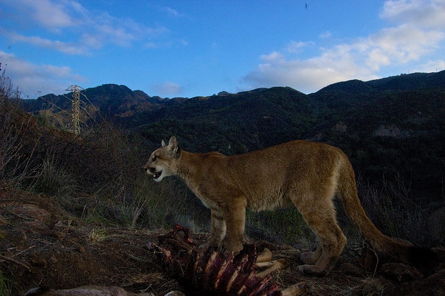 Mountain Lions of LA