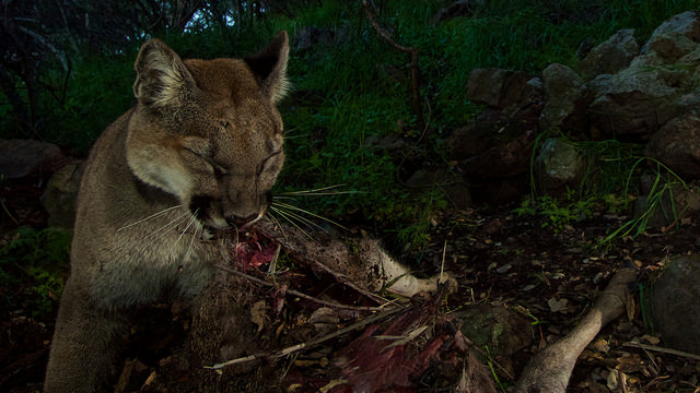Mountain Lions of LA