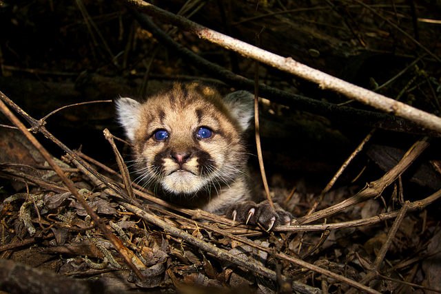 Mountain Lions of LA