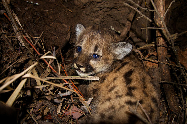 Mountain Lions of LA