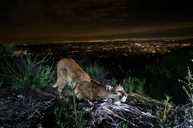 Mountain Lions of LA