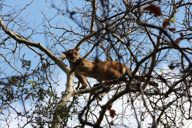 Mountain Lions of LA