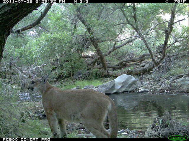 Mountain Lions of LA