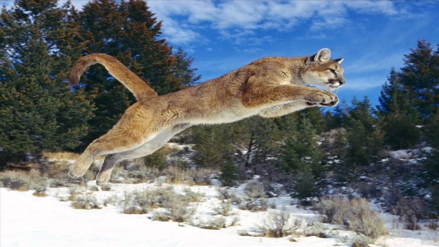 Cougar Leaping