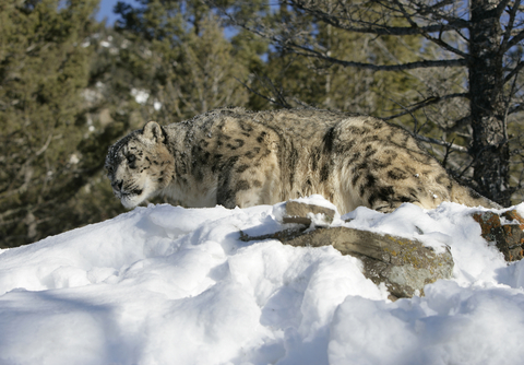 Mountain Lions