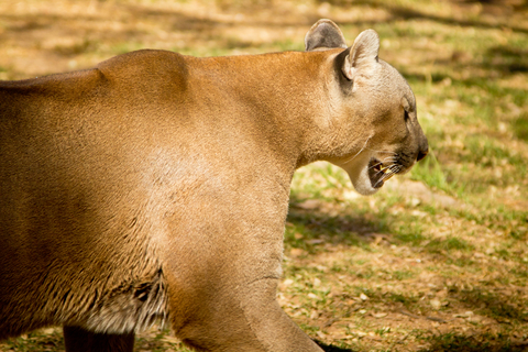 Mountain Lions