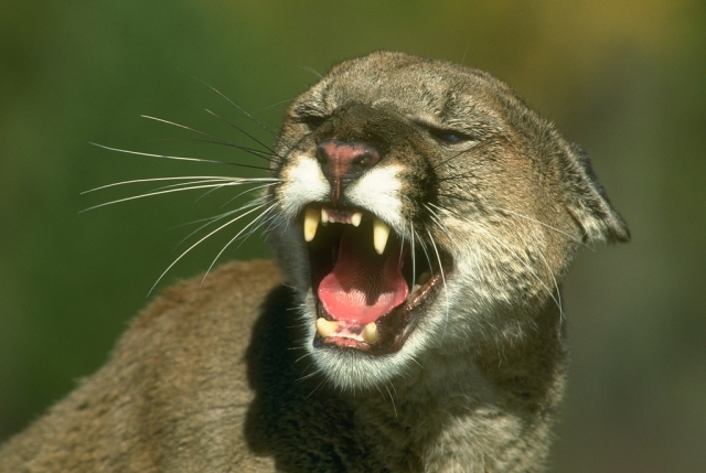 Mountain Lions