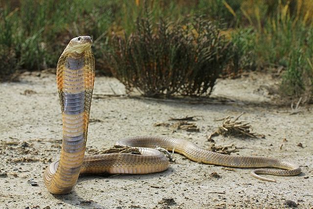 Phillipines Cobra
