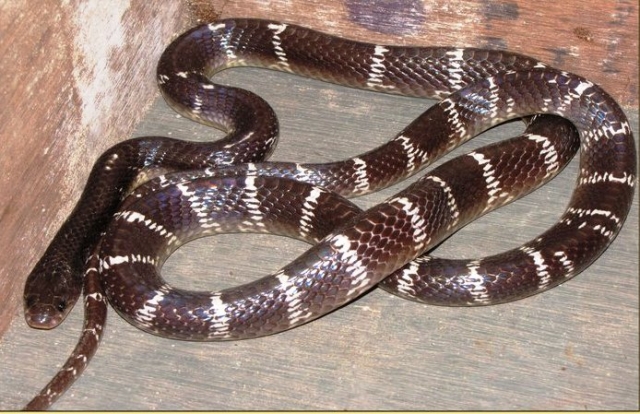 Common Krait