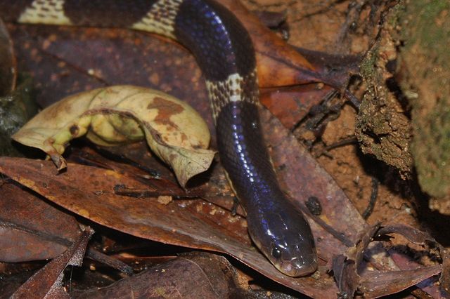 Many Banded Krait