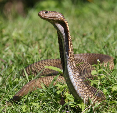 Caspian Cobra