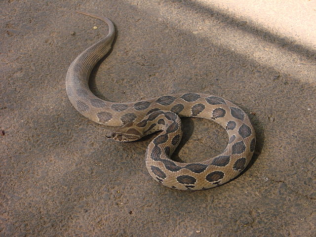 Russell's Viper