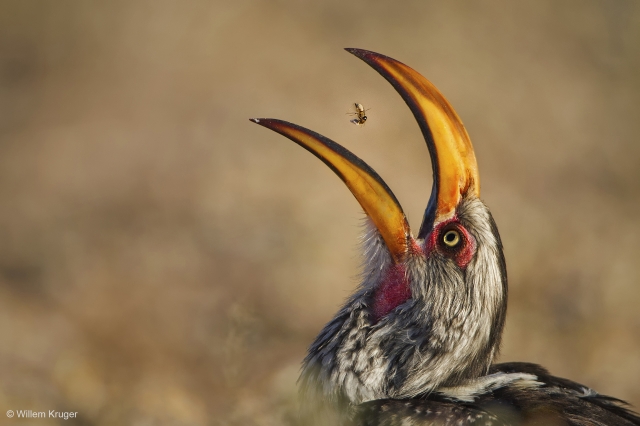 Termite tossing by Willem Kruger (South Africa)