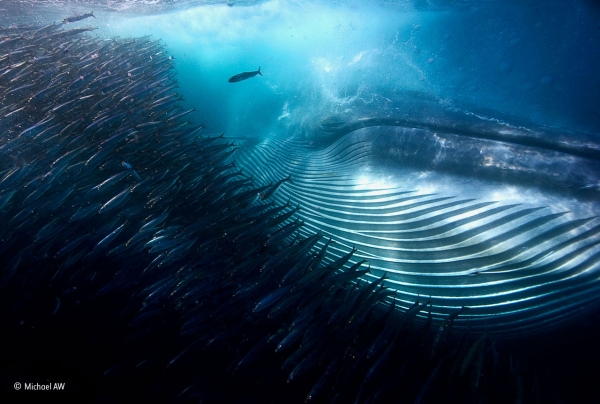 A whale of a mouthful