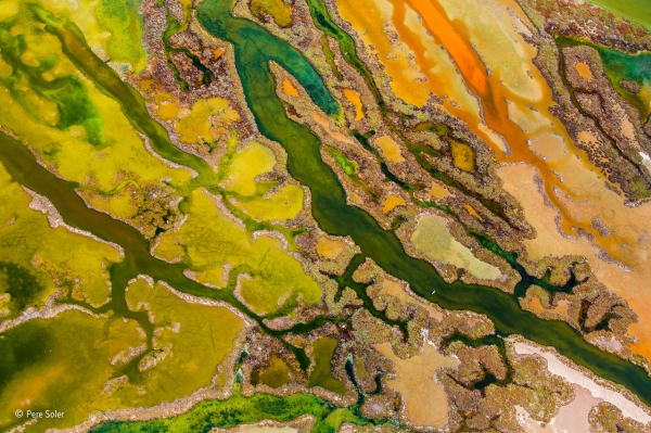 The art of algae