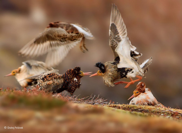 Ruffs on display